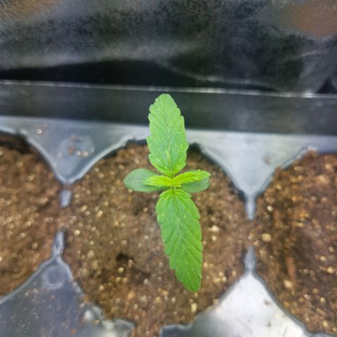 Amnesia Auto 1 growlog timeline photo