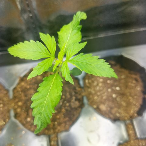 Amnesia Auto 1 growlog timeline photo