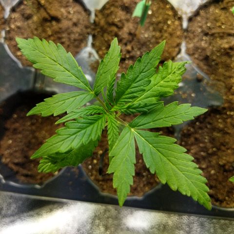 Amnesia Auto 1 growlog timeline photo