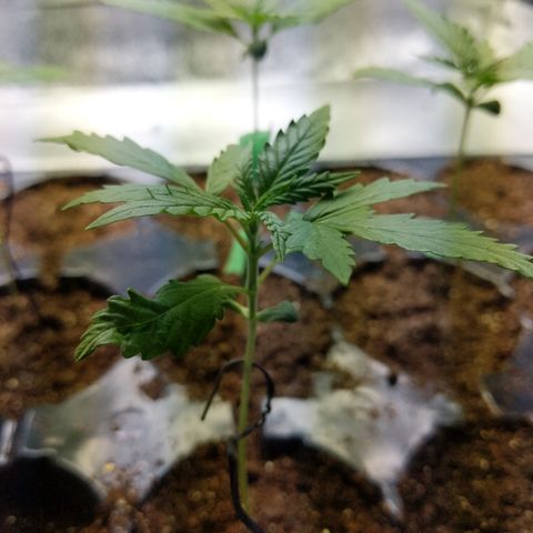 Amnesia Auto 1 growlog timeline photo