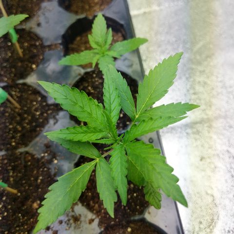 Amnesia Auto 1 growlog timeline photo