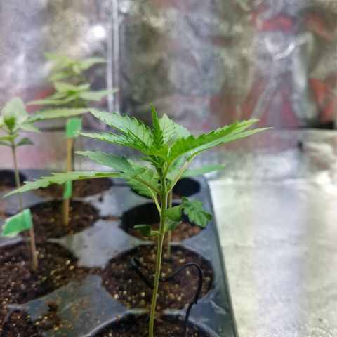 Amnesia Auto 1 growlog timeline photo