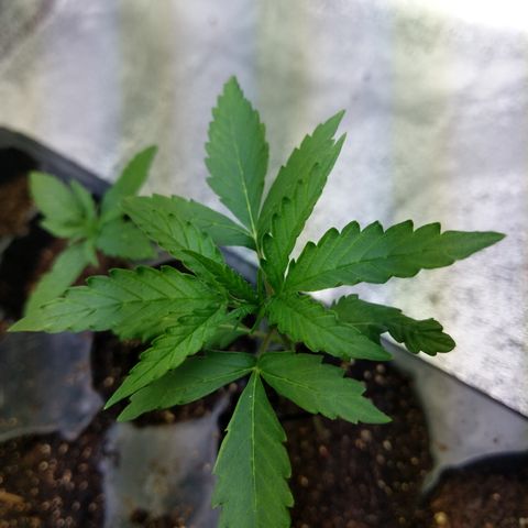 Amnesia Auto 1 growlog timeline photo
