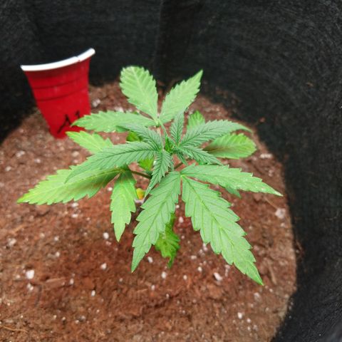 Amnesia Auto 1 growlog timeline photo