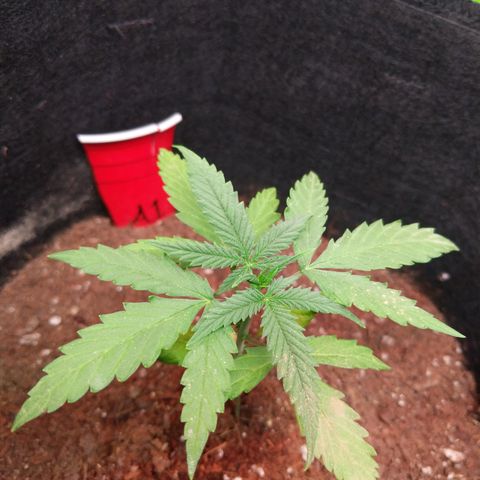 Amnesia Auto 1 growlog photo: She needs nitrogen!! 
