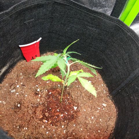 Amnesia Auto 1 growlog photo: LST