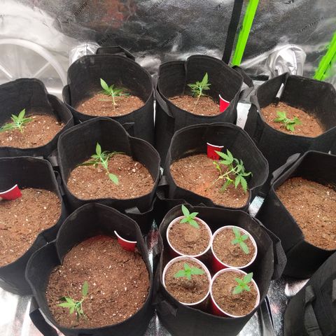 Amnesia Auto 1 growlog photo: LST 12:15AM