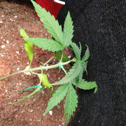 Amnesia Auto 1 growlog timeline photo