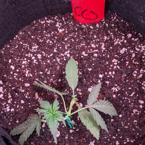 Amnesia Auto 1 growlog timeline photo