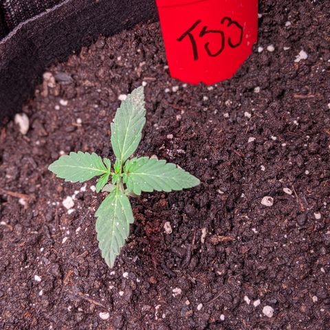 Amnesia Auto 1 growlog timeline photo