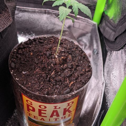 Amnesia Auto 1 growlog timeline photo