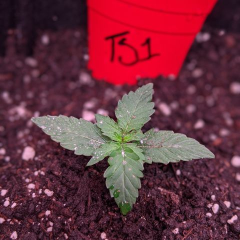 Amnesia Auto 1 growlog timeline photo