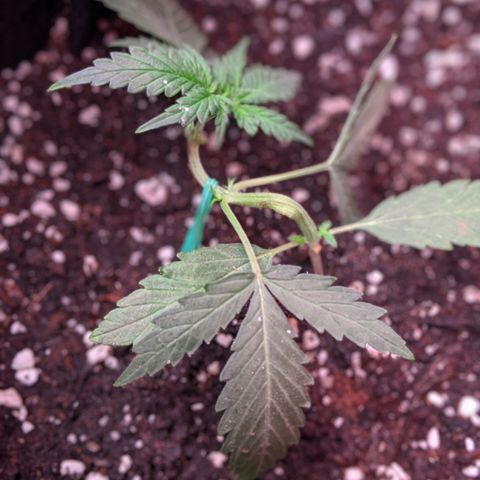Amnesia Auto 1 growlog timeline photo