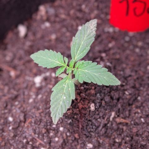 Amnesia Auto 1 growlog timeline photo