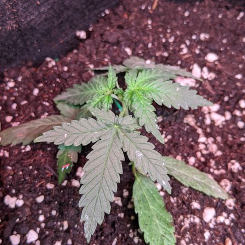 Amnesia Auto 1 growlog timeline photo