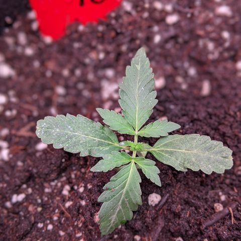 Amnesia Auto 1 growlog timeline photo
