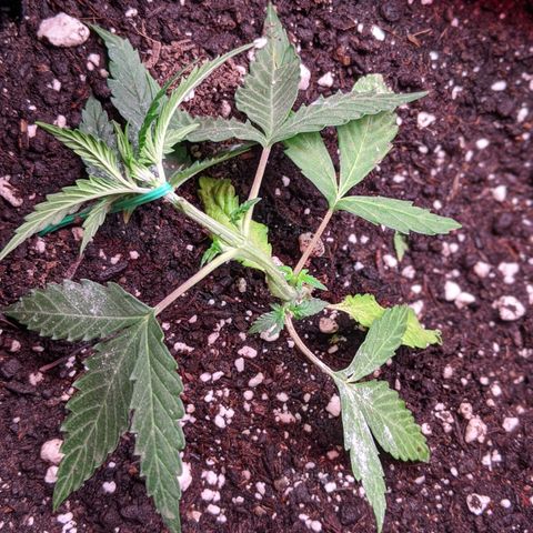 Amnesia Auto 1 growlog timeline photo