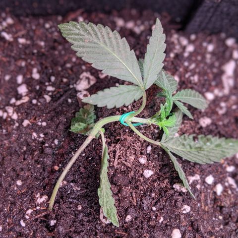 Amnesia Auto 1 growlog timeline photo