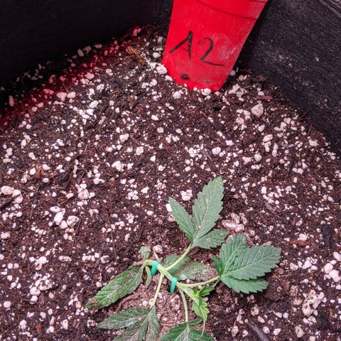 Amnesia Auto 1 growlog timeline photo
