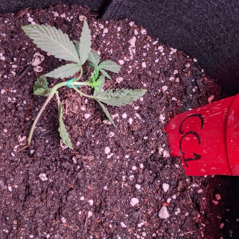 Amnesia Auto 1 growlog timeline photo