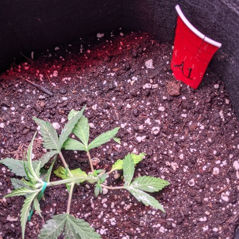 Amnesia Auto 1 growlog timeline photo