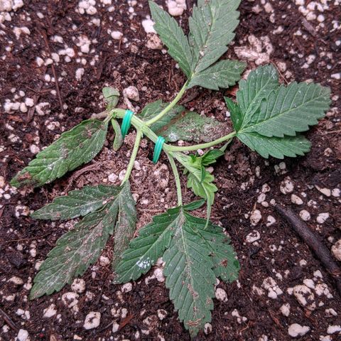 Amnesia Auto 1 growlog timeline photo