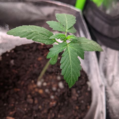 Amnesia Auto 1 growlog timeline photo