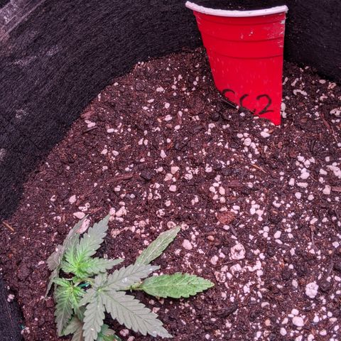 Amnesia Auto 1 growlog timeline photo