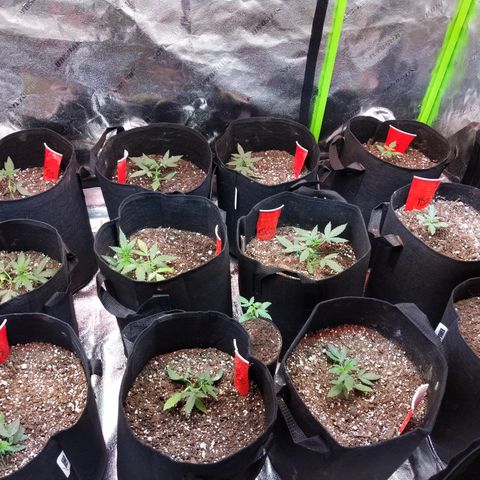 Amnesia Auto 1 growlog timeline photo
