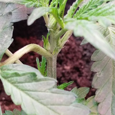 Amnesia Auto 1 growlog photo: Pre-Flower Started