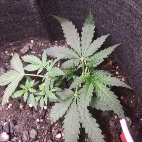Amnesia Auto 1 growlog timeline photo