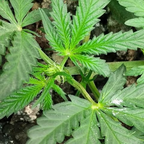 Amnesia Auto 1 growlog timeline photo