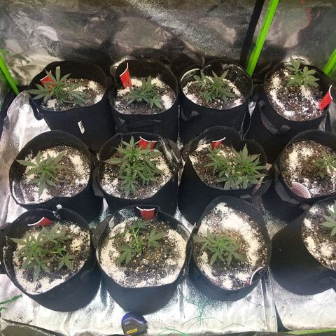 Amnesia Auto 1 growlog timeline photo