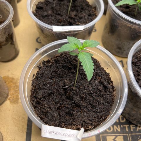 Blackcherry punch growlog timeline photo