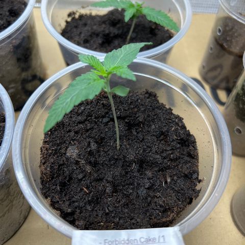 Forbidden Cake growlog timeline photo