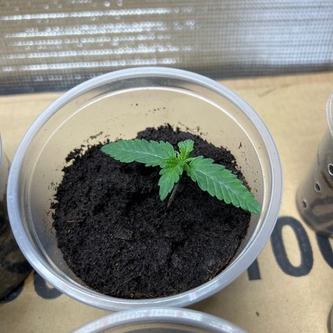 Freebies Mandarin cookies x Mandarin Zkittz #2 growlog timeline photo