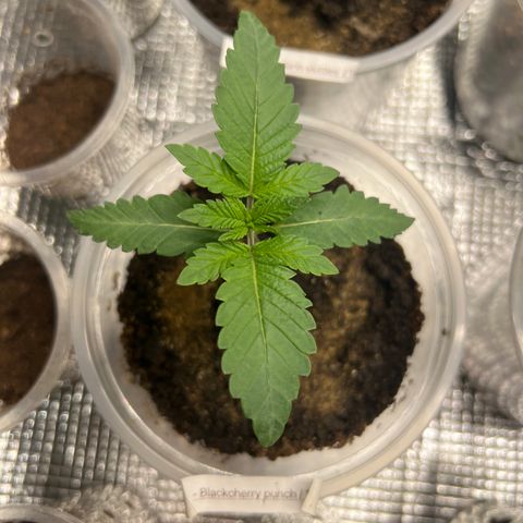 Blackcherry punch growlog timeline photo