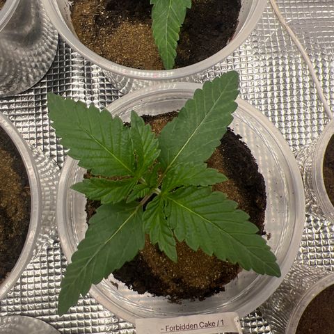 Forbidden Cake growlog timeline photo