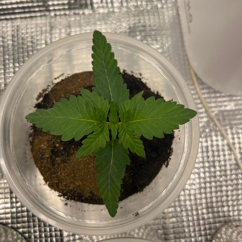 Freebies Mandarin cookies x Mandarin Zkittz #2 growlog timeline photo