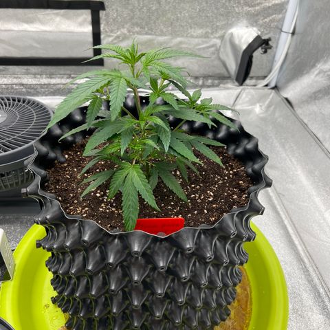 Strawberry Pave #Comp Genetic #Overfarm growlog timeline photo