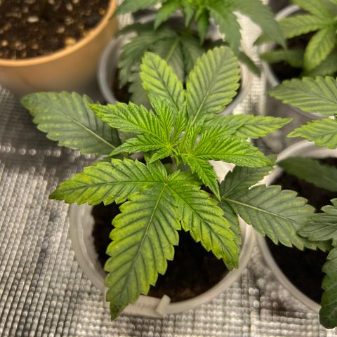 Blackcherry punch growlog timeline photo