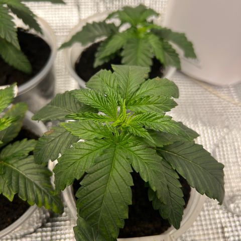 Forbidden Cake growlog timeline photo