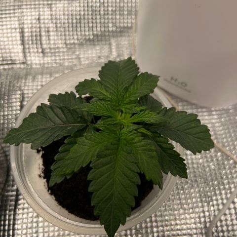 Freebies Mandarin cookies x Mandarin Zkittz #2 growlog timeline photo