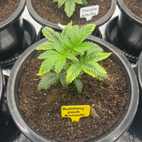Blackcherry punch growlog timeline photo