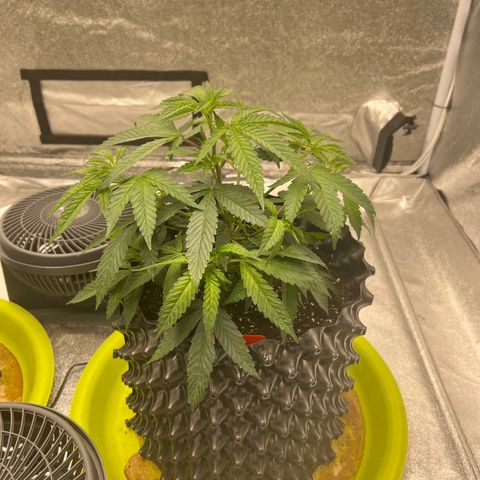 Strawberry Pave #Comp Genetic #Overfarm growlog timeline photo