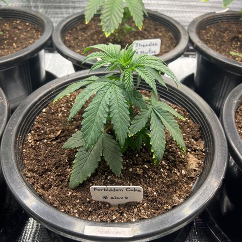 Forbidden Cake growlog timeline photo