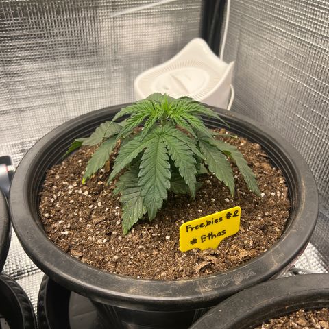 Freebies Mandarin cookies x Mandarin Zkittz #2 growlog timeline photo