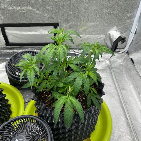 Strawberry Pave #Comp Genetic #Overfarm growlog timeline photo
