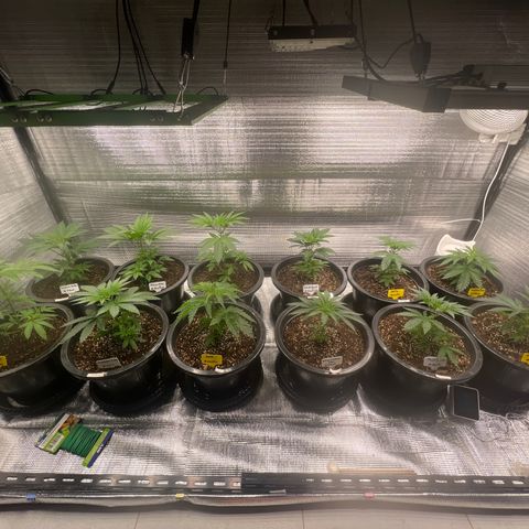 Blackcherry punch growlog timeline photo