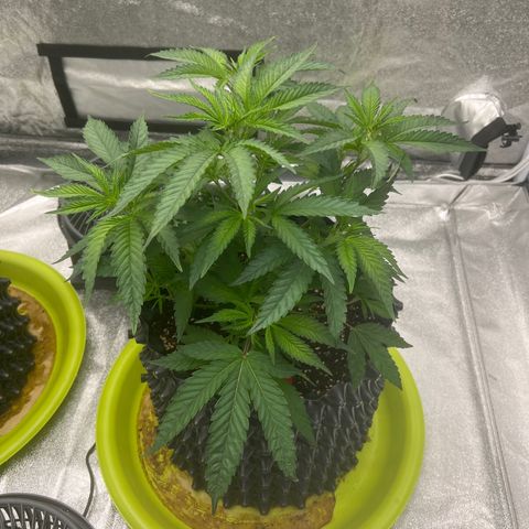 Strawberry Pave #Comp Genetic #Overfarm growlog timeline photo
